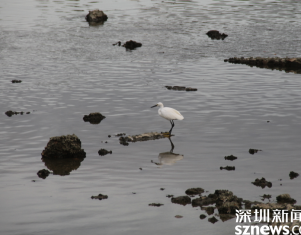 環(huán)境好不好 鳥兒說了算 候鳥在深圳灣“吃得好玩得歡” 一年回歸3種國家重點(diǎn)保護(hù)野生動物